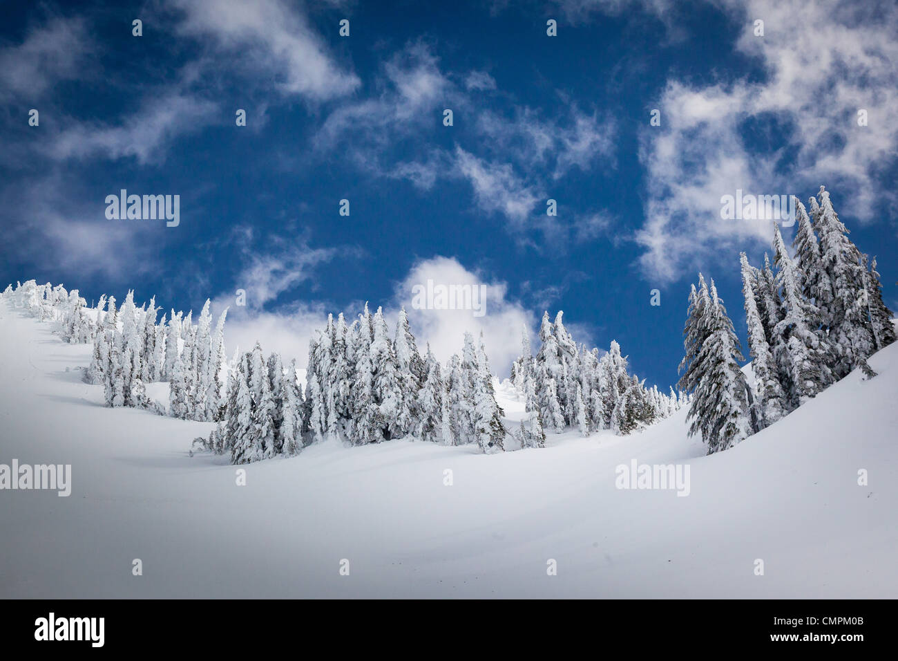 Schnee und Bäumen auf Mazama Ridge in Mount Rainier Nationalpark im winter Stockfoto