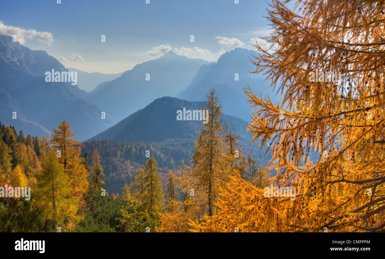 Goldene Lärchen und die Julischen Alpen vom Mangart Pass, Gorenjska, Slowenien, Europa Stockfoto