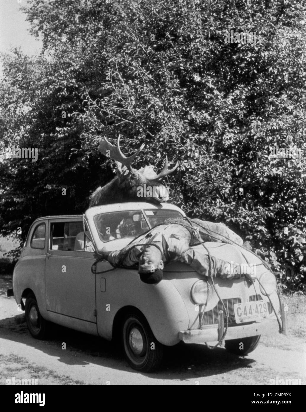 1940S 1950S ELCHE FAHREN AUTO MIT MANN FESTGESCHNALLT AUF DER HAUBE GEBUNDEN Stockfoto