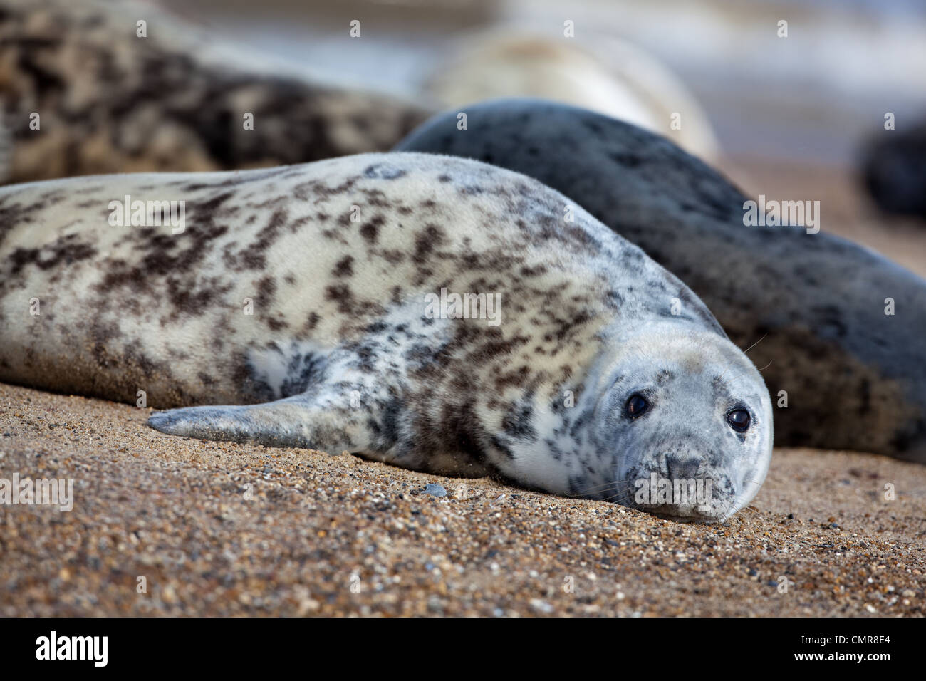 Atlantik oder Grey Seal (Halichoerus Grypus). Junge Kuh oder weiblich. Pferdchen Beach, North Norfolk. Februar. Stockfoto