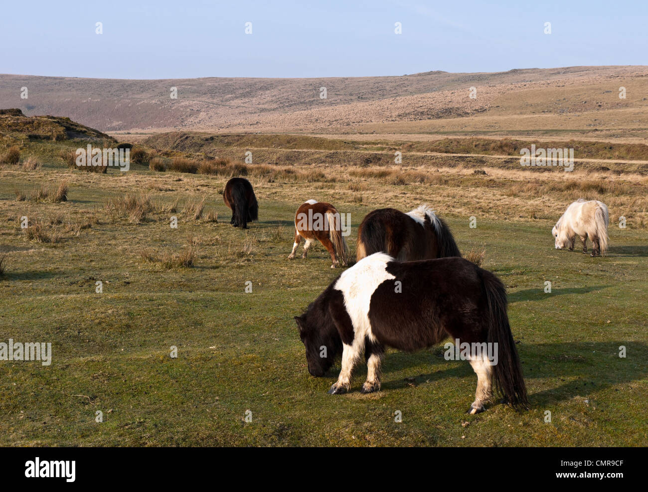 Dartmoor Ponys am Taw Sumpf in der Nähe von Belstone Devon UK Stockfoto
