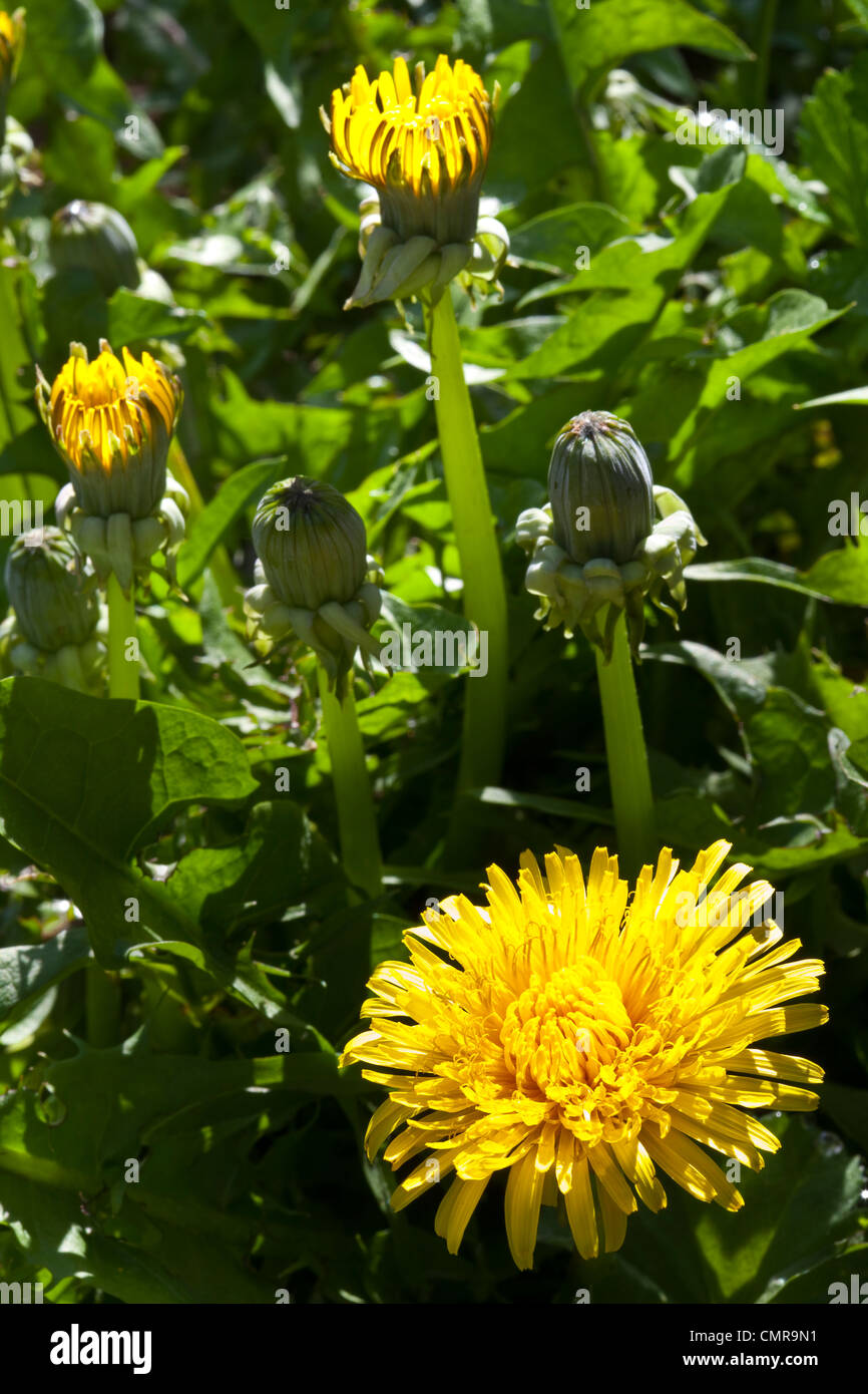 Löwenzahn Blumen im Sonnenlicht Stockfoto
