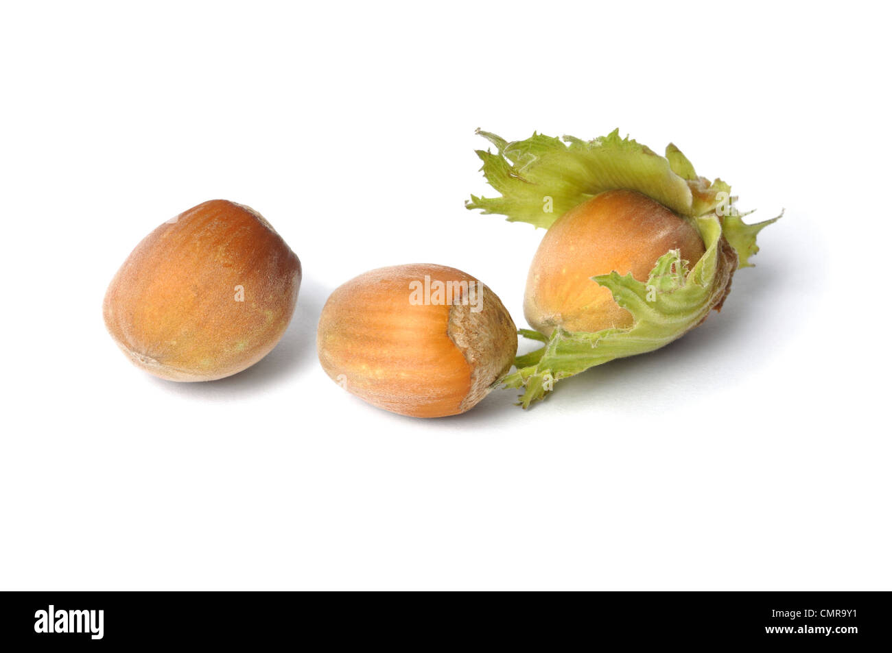 Makro von Haselnüssen auf weißem Hintergrund Stockfoto