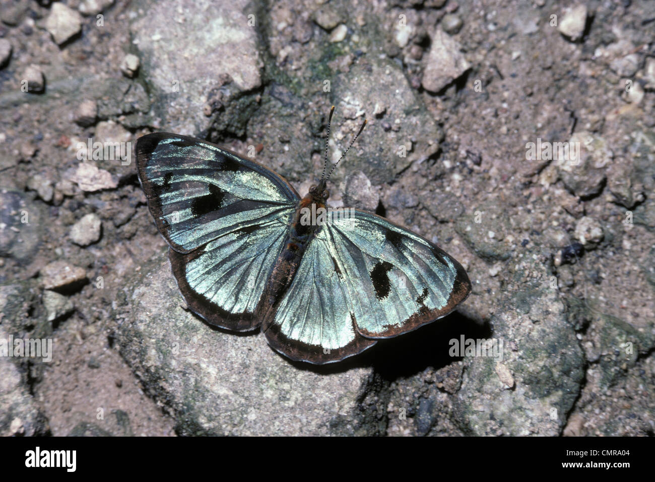Mylitta Schmetterling (Dynamine Mylitta: Nymphalidae) männlichen im Regenwald, Peru Stockfoto