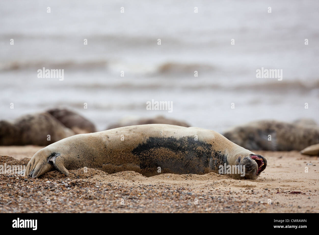 Atlantik oder Grey Seal (Halichoerus Grypus). Kuh oder weiblich. Entspannt, Ruhe am Strand. Mund offen zeigt Zähne. Stockfoto