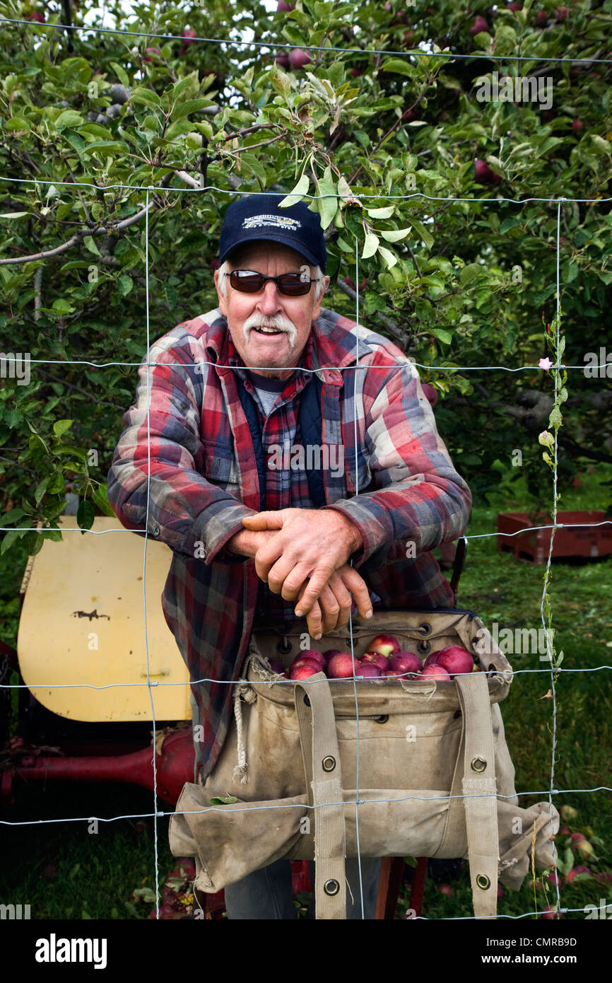 Ein Obstgarten Bauer pflücken Äpfel, Okanagan Valley, British Columbia Stockfoto