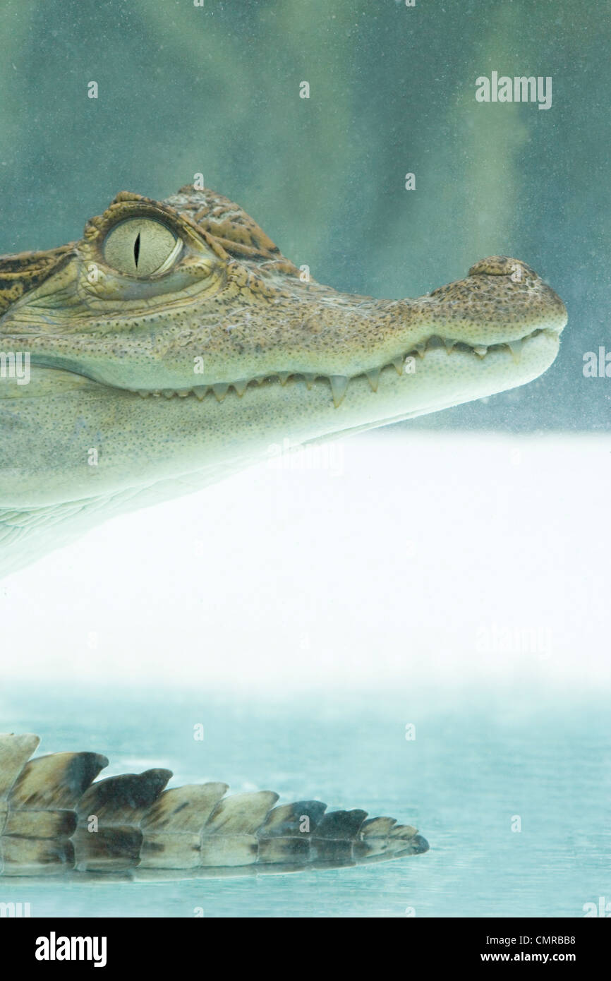 Brillentragende Kaiman (Caiman Crocodilus). "Spektakel Brücke" Augen geben der beliebten Artname, zwischen gesehen werden. Unter Wasser Stockfoto