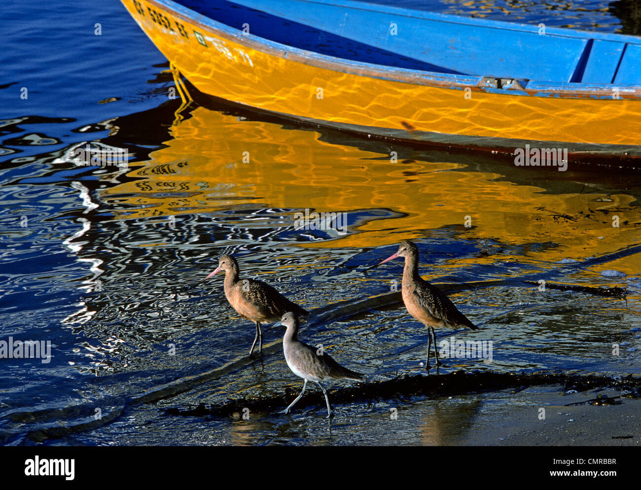 1970ER JAHREN SANDPIPERS WATEN DURCH BUNTE RUDERBOOT NEWPORT BEACH KALIFORNIEN USA Stockfoto