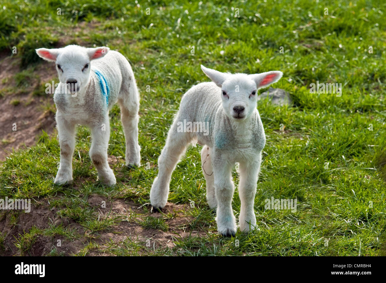 Zwei Lämmer direkt auf die Kamera - Frühling in die Brecon Beacons Wales Stockfoto