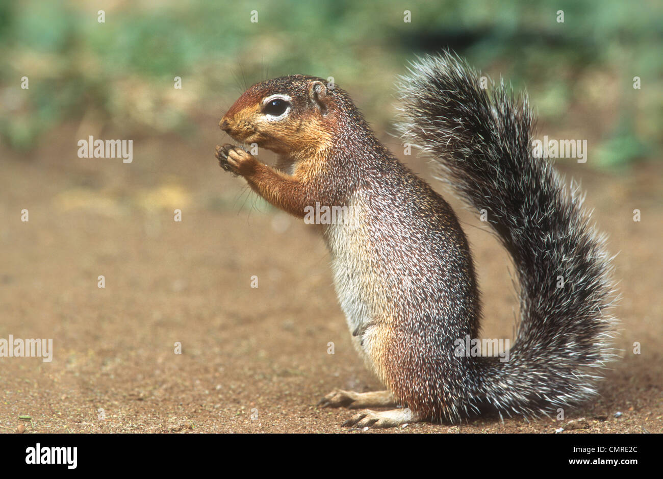 Ungestreifte Grundeichhörnchen, Xerus Rutilus, Samburu Nationalpark, Kenia Stockfoto