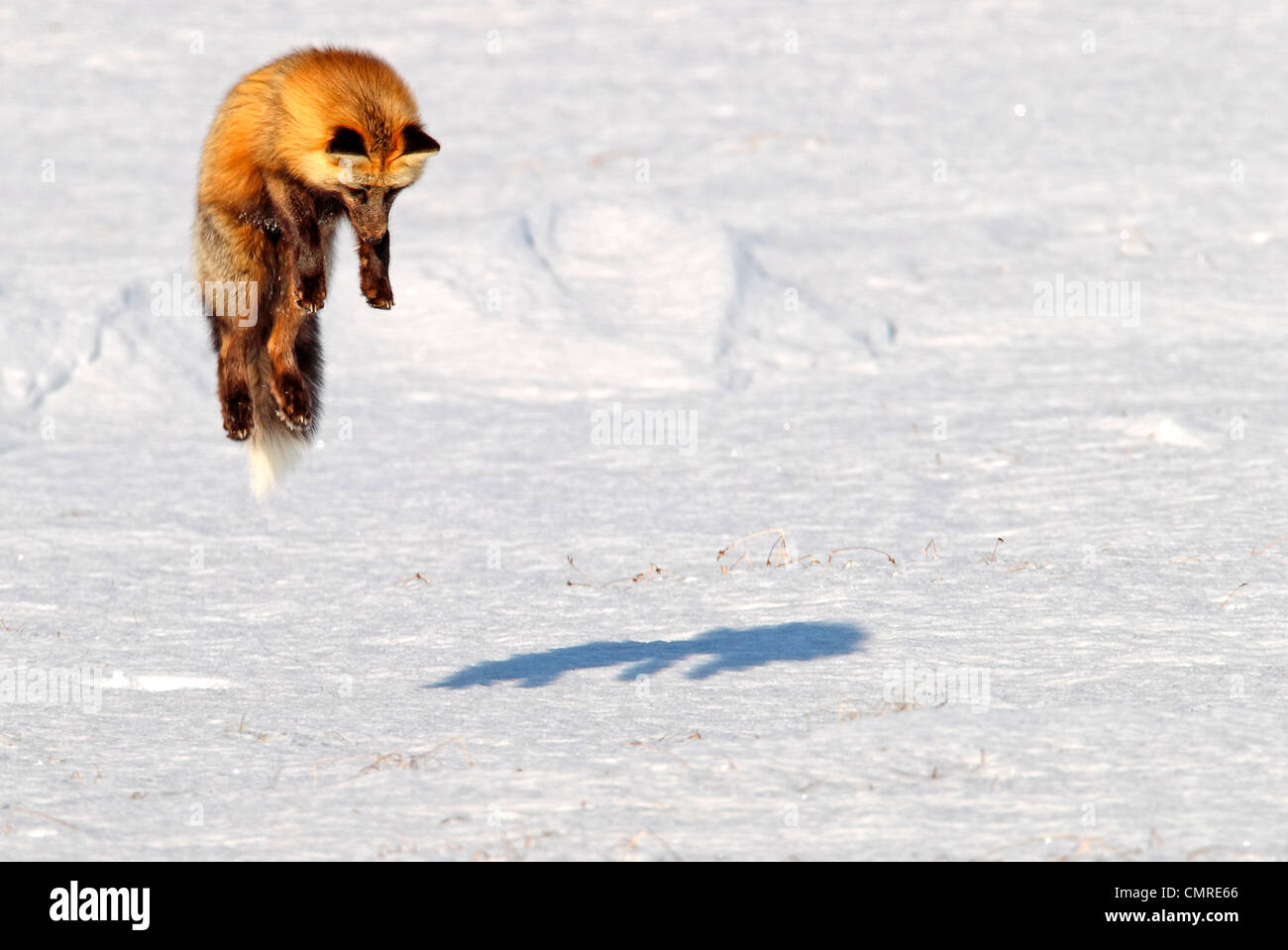Ein Kreuz Fuchs springt in die Luft, während der Jagd nach Mäusen, Dempster Highway, Yukon, Kanada Stockfoto
