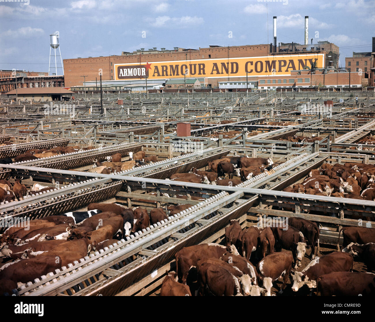 1960ER JAHRE FORT WORTH TEXAS HEREFORD RINDER VIEH STOCKYARDS Stockfoto