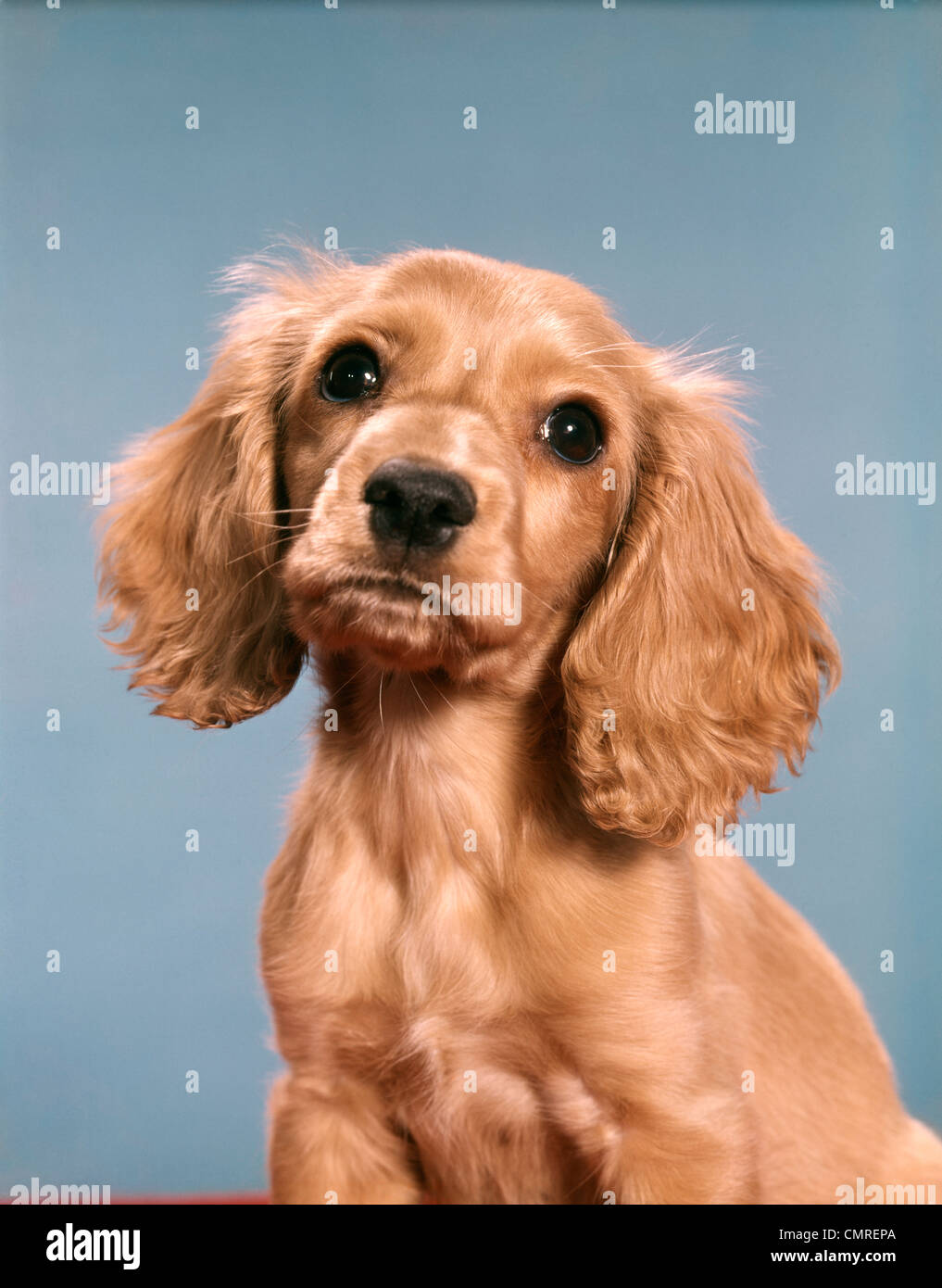 1980ER JAHRE SÜßE COCKER SPANIEL WELPEN BLICK IN DIE KAMERA Stockfoto