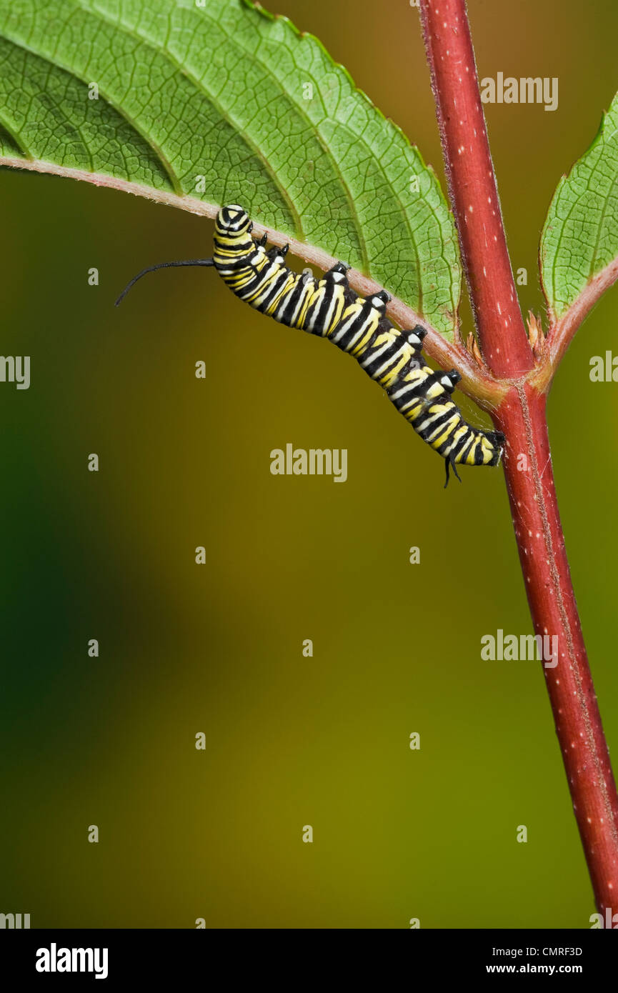 Monarch Butterfly 5. Instar Raupe erforscht Blatt in Vorbereitung für Transformation, Sommer, NS, Serie von 5 Bildern Stockfoto