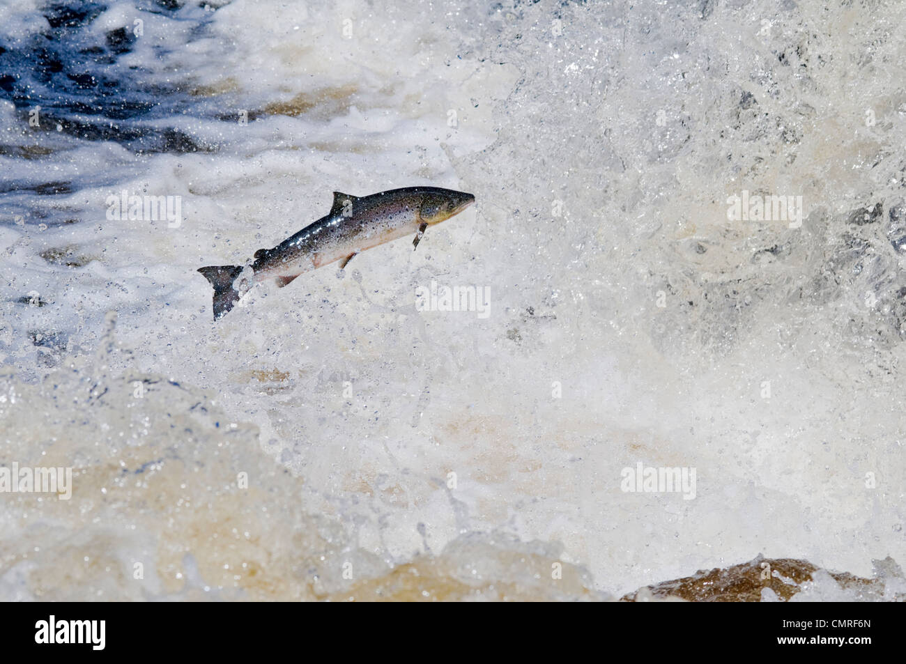 Atlantischer Lachs Erwachsenen springt, fällt während der Migration flussaufwärts zu Laichplätzen, Humber River, Neufundland Stockfoto