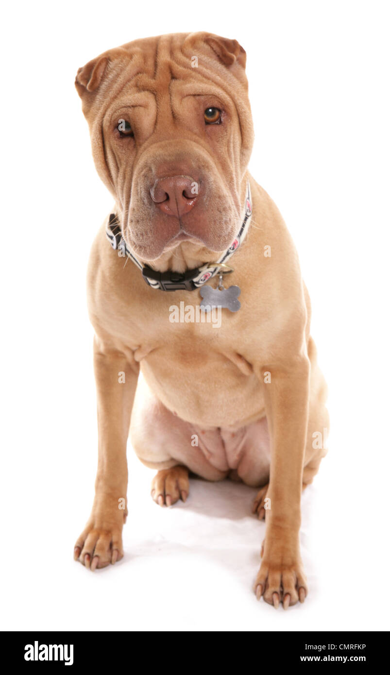 Shar Pei einzigen Erwachsenen sitzen in einem Studio UK Stockfoto