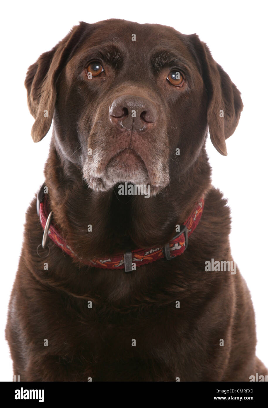 Labrador Retriever einzigen Erwachsenen Porträt in einem Studio UK Stockfoto