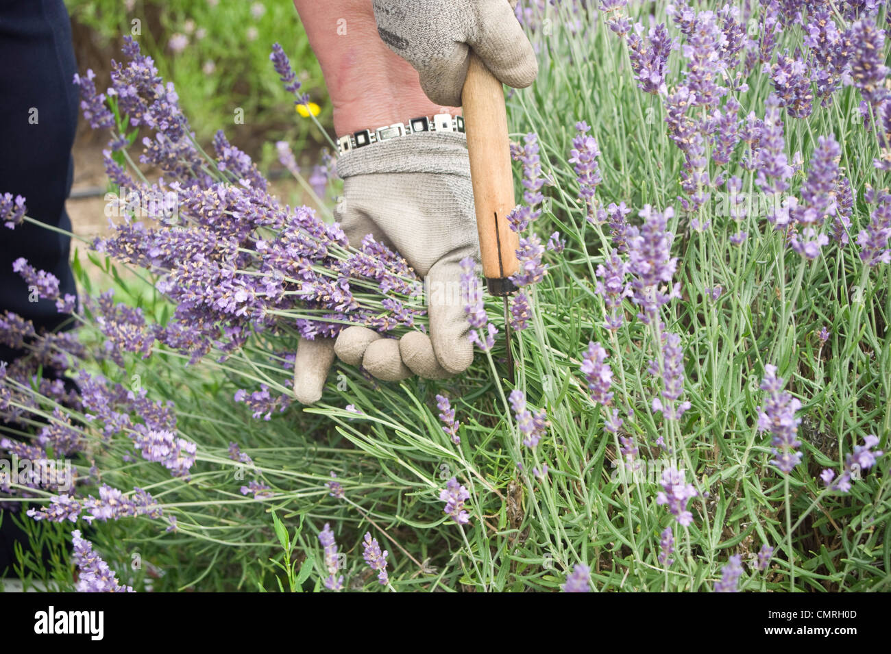Pruning knife Fotos und Bildmaterial in hoher Auflösung Alamy