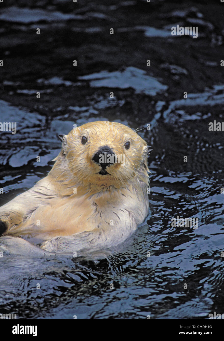 Tk0049, Thomas Kitchin; Sea Otter. Pazifikküste Nordamerikas. Enhydra Lutris. Stockfoto