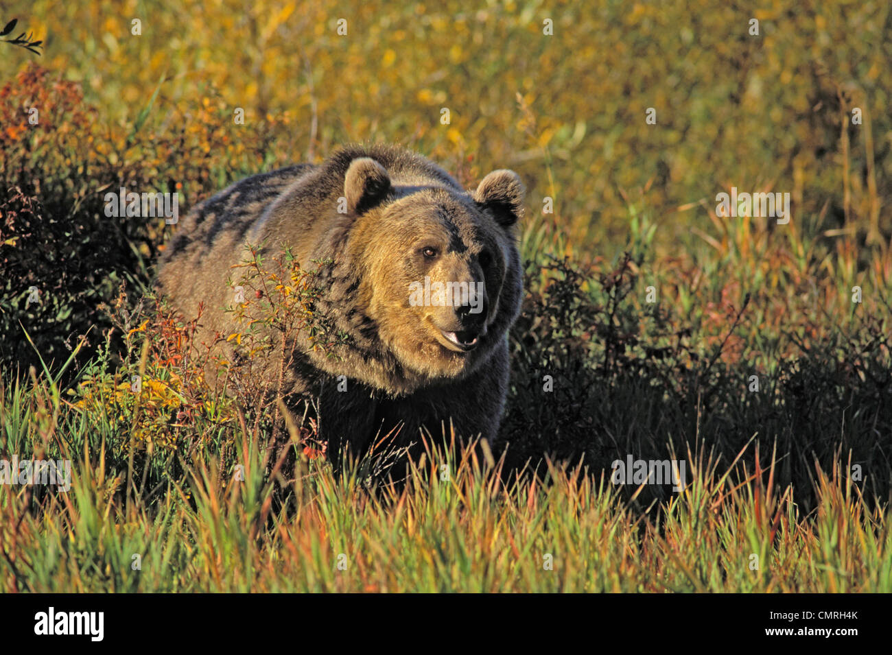Tk0599, Thomas Kitchin; Grizzly Bear. Herbst. Rocky Mountains. Ursus Arctos. Stockfoto