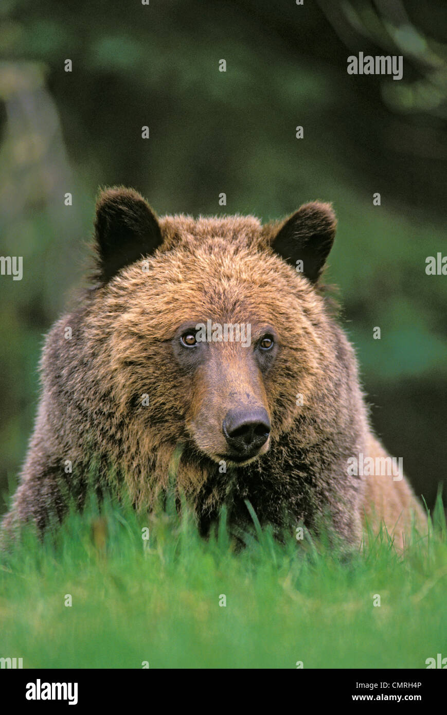 Tk0604, Thomas Kitchin; Grizzly Bear. 5 - Jahre alt, männlich. Frühling. Rocky Mountains. Ursus Arctos. Stockfoto