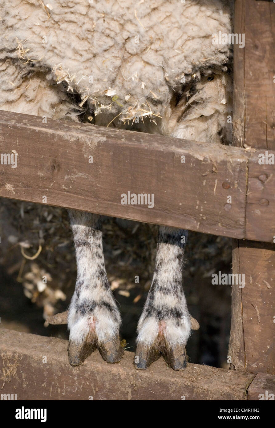 Schaf Nahaufnahme von Erwachsenen Hufe Stockfoto