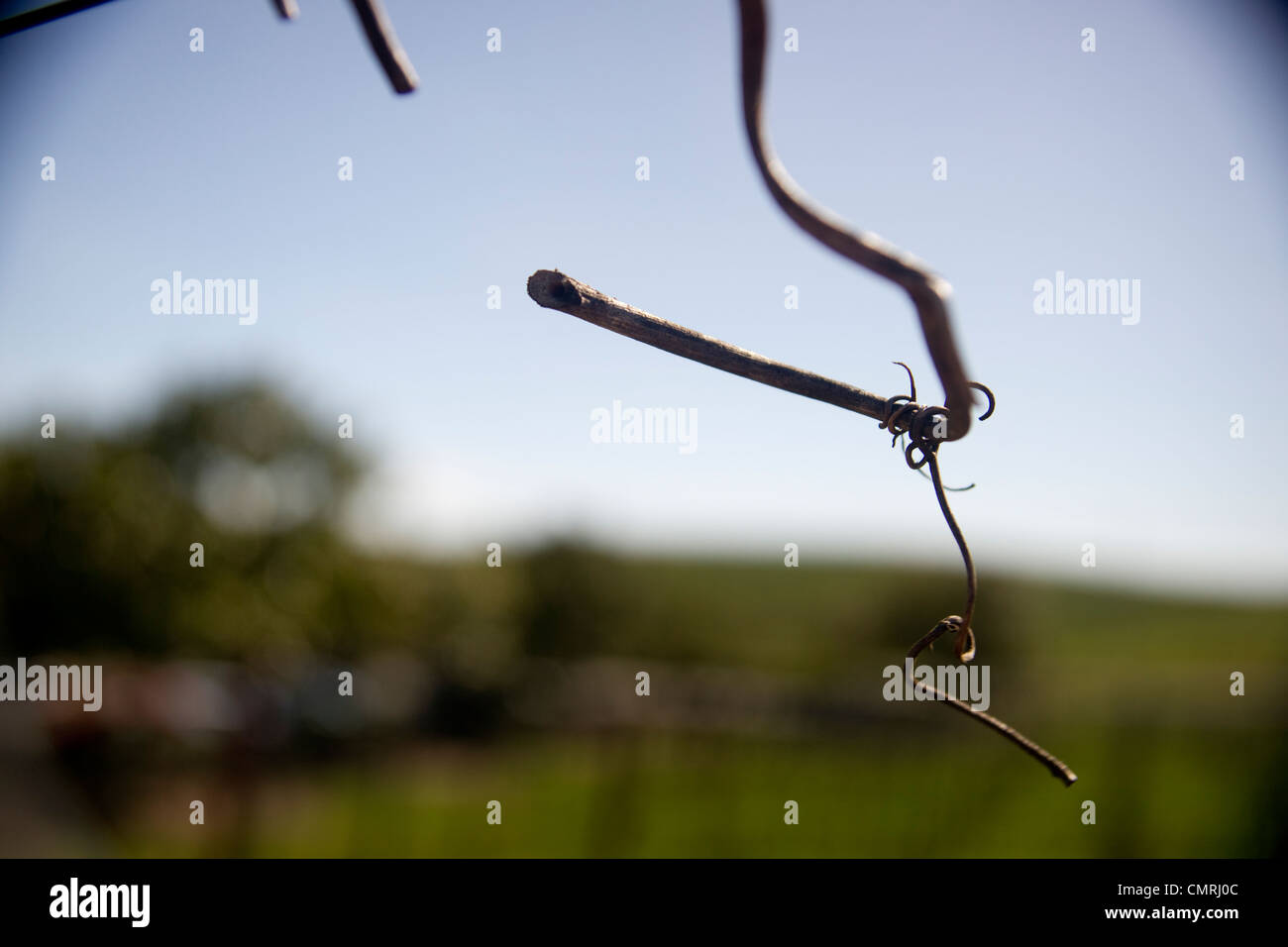 Napa Valley Wine Grape Zweig, Beginn des Champagner-Trauben Stockfoto Napa Valley Wine Grape Zweig, Beginn des Champagner-Trauben Stockfoto