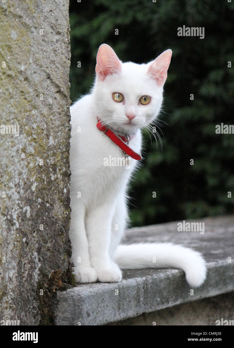 Weiße junge Katze auf einer Mauer sitzend und mit Blick auf den Fotografen Stockfoto