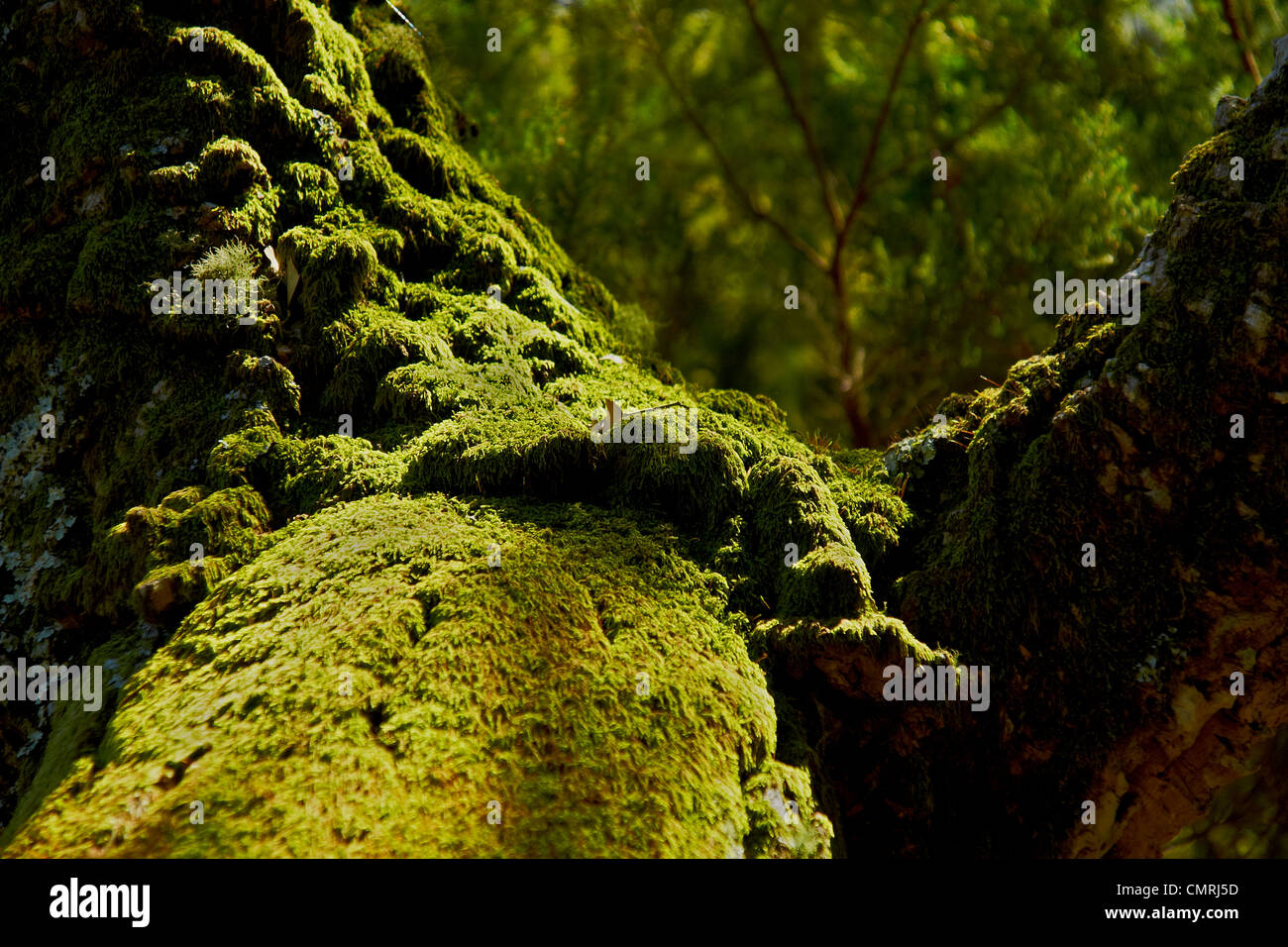 Baum mit Moos, Arbol con musgo, grüne Umgebung, parque Natural los alcornocales Stockfoto