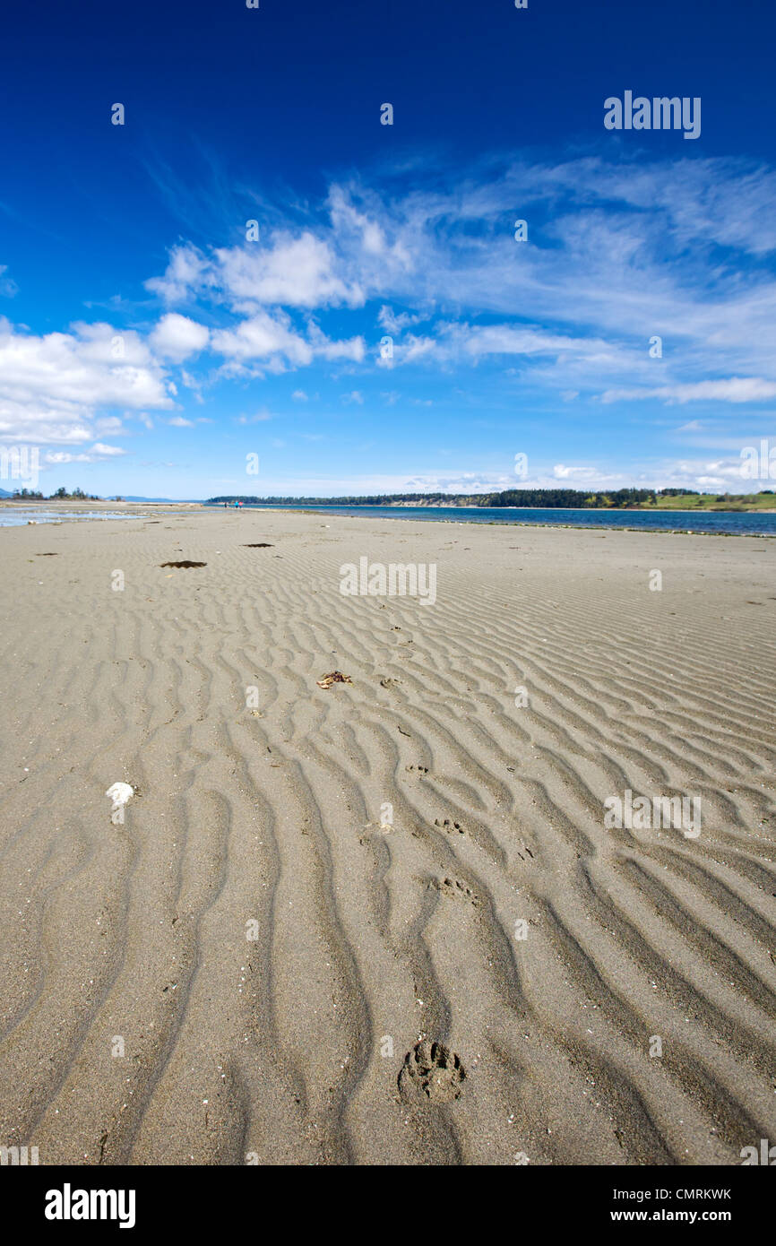 Pfotenabdrücke auf Island View Beach, Saanich Peninsula, Vancouver Island, British Columbia Stockfoto