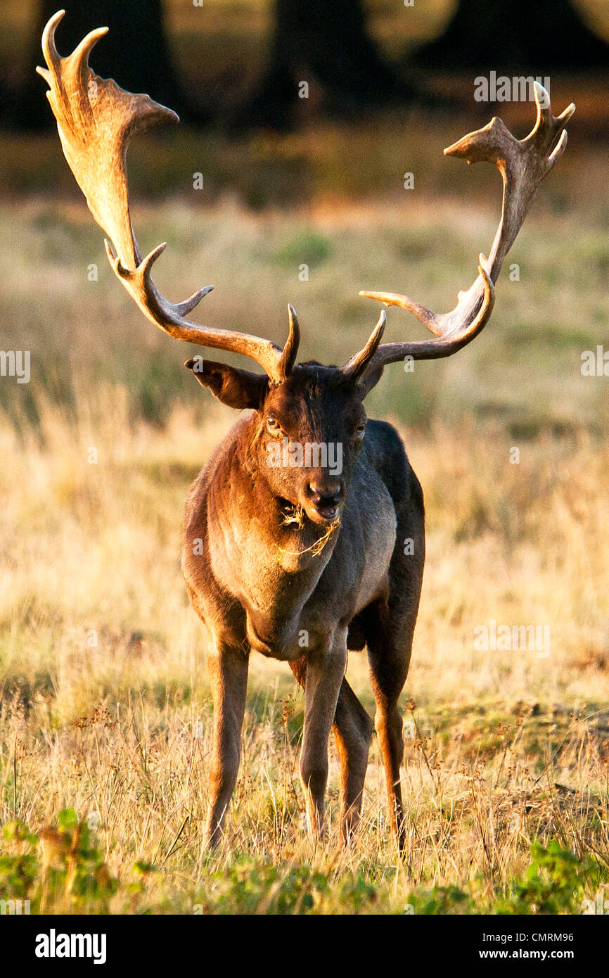 Reh Hirsch Stockfoto