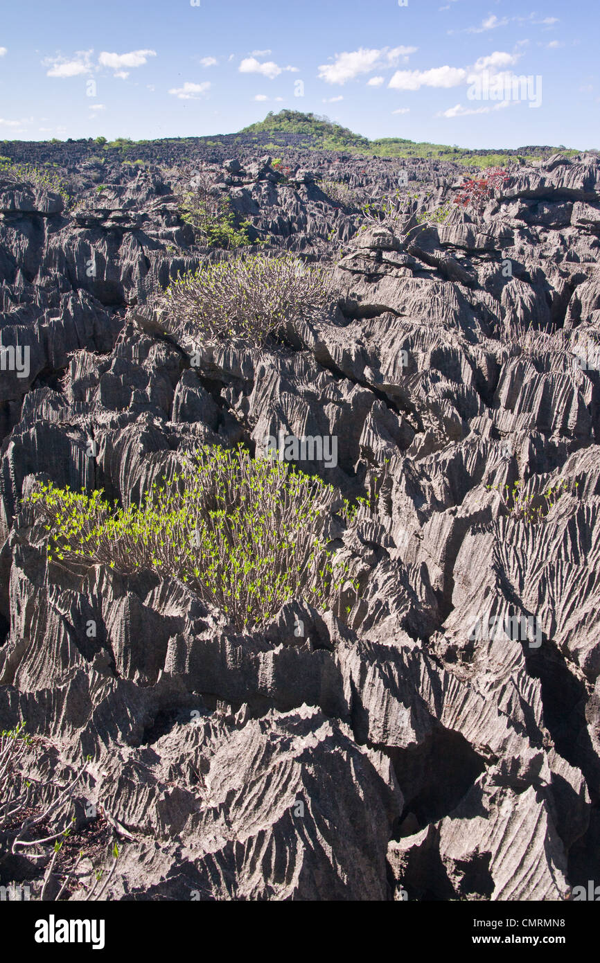 "Das Meer der Tsingy", Ankarana Nationalpark, Norden von Madagaskar Stockfoto