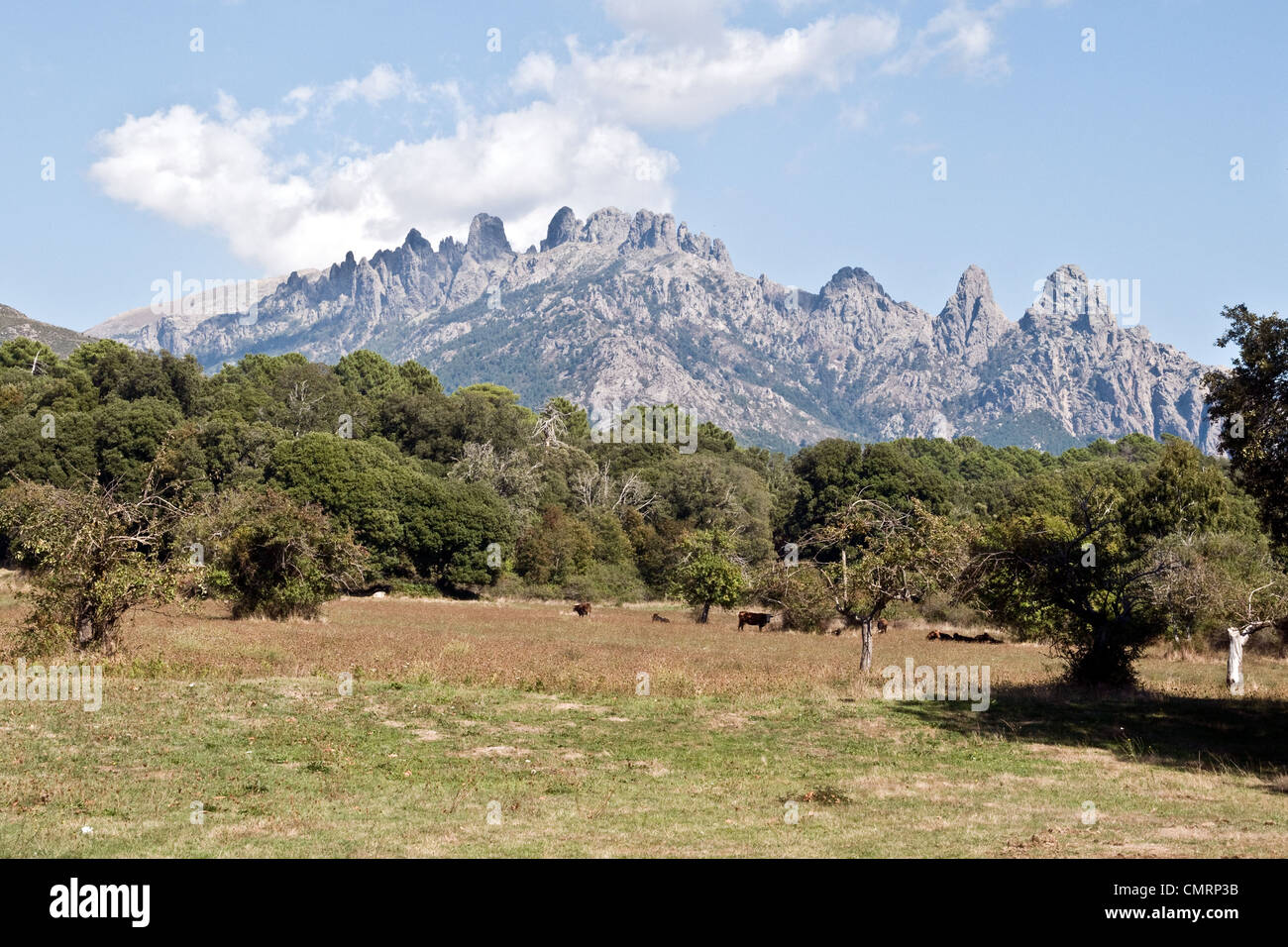 Die gezackten Gipfel der Aiguilles de Bavella, von der Stadt Quenza aus gesehen, in der südlichen Region Alta Rocca von Korsika, Frankreich. Stockfoto