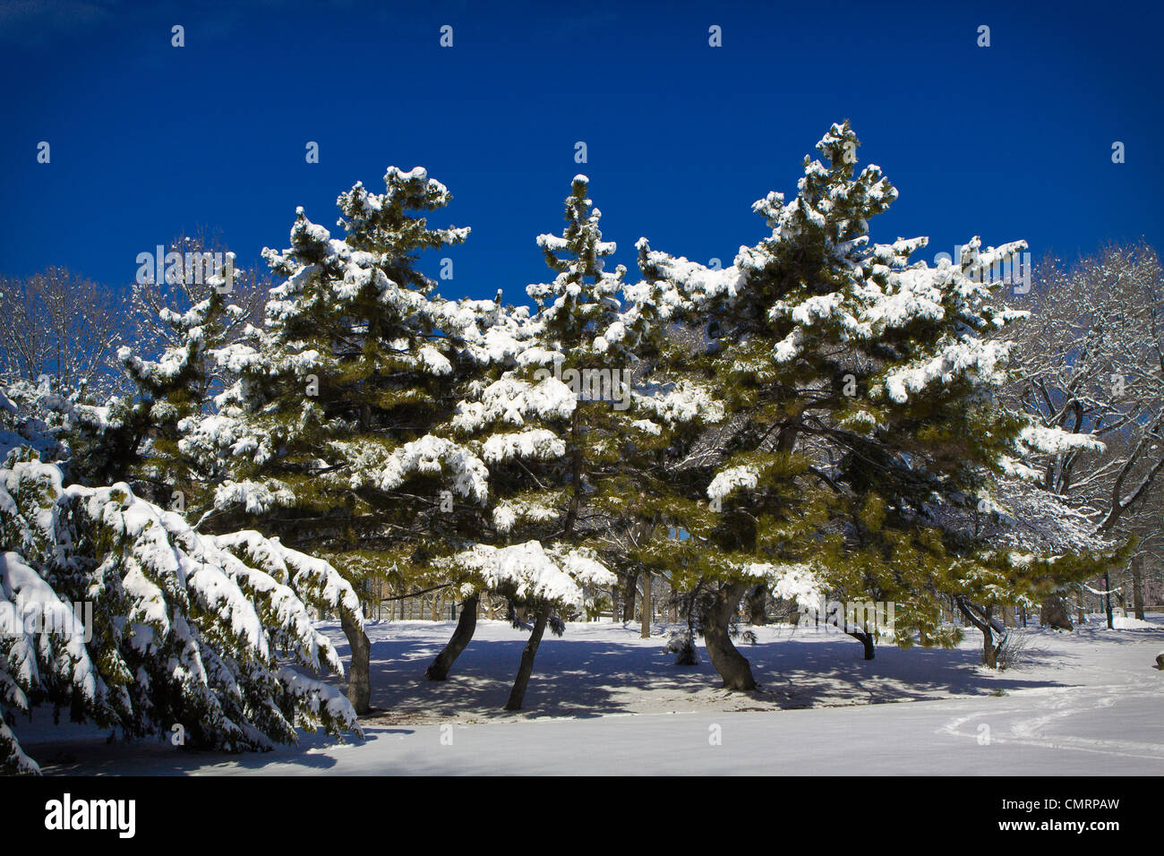 SCHNEE BEDECKT KIEFER BÄUME PHILADELPHIA PENNSYLVANIA Stockfoto