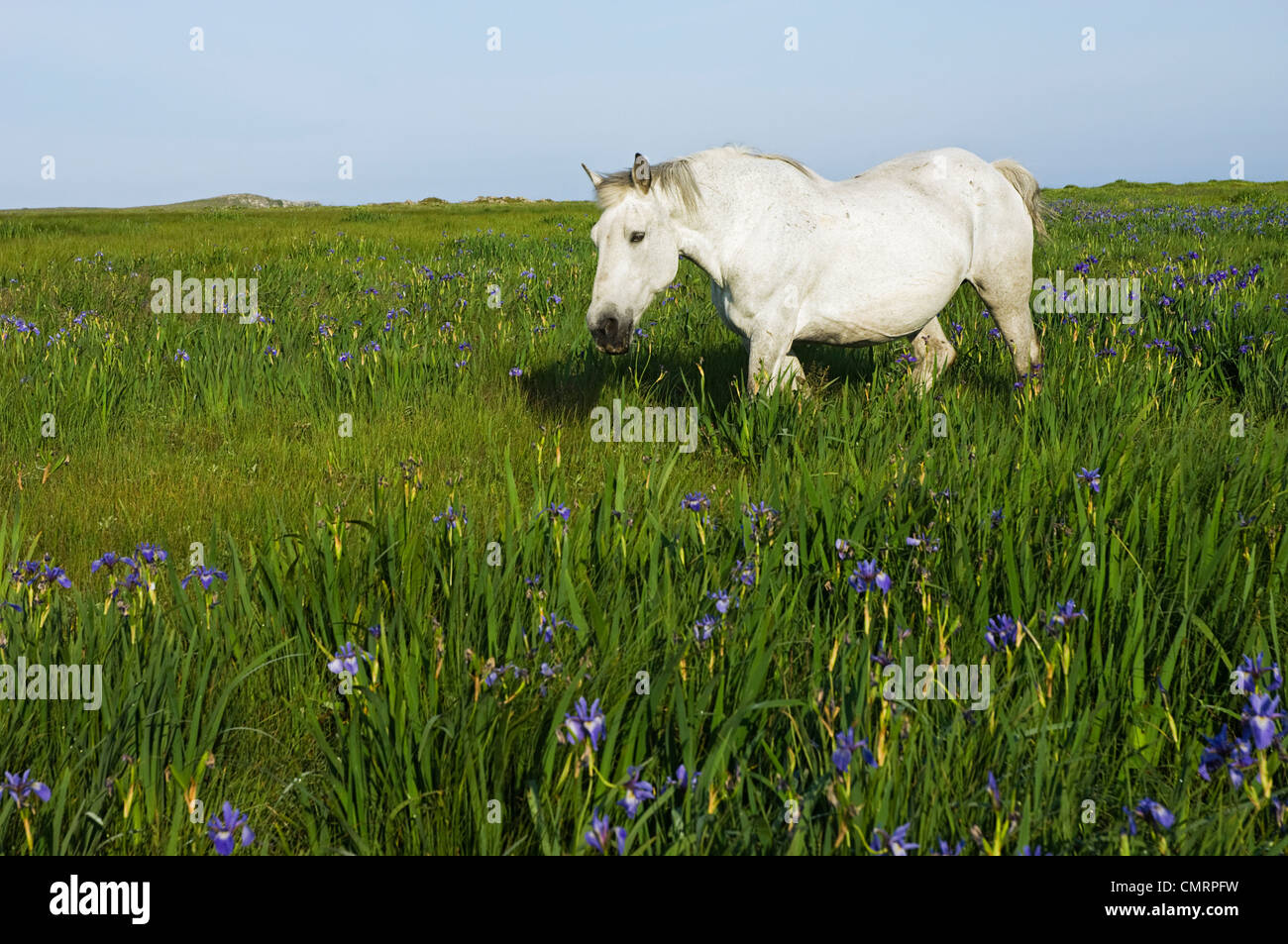 Pferd, zu Fuß durch ein Feld in Gemeinschaft Weide im Dungeon Provincial Park, Bonavista, Neufundland Stockfoto
