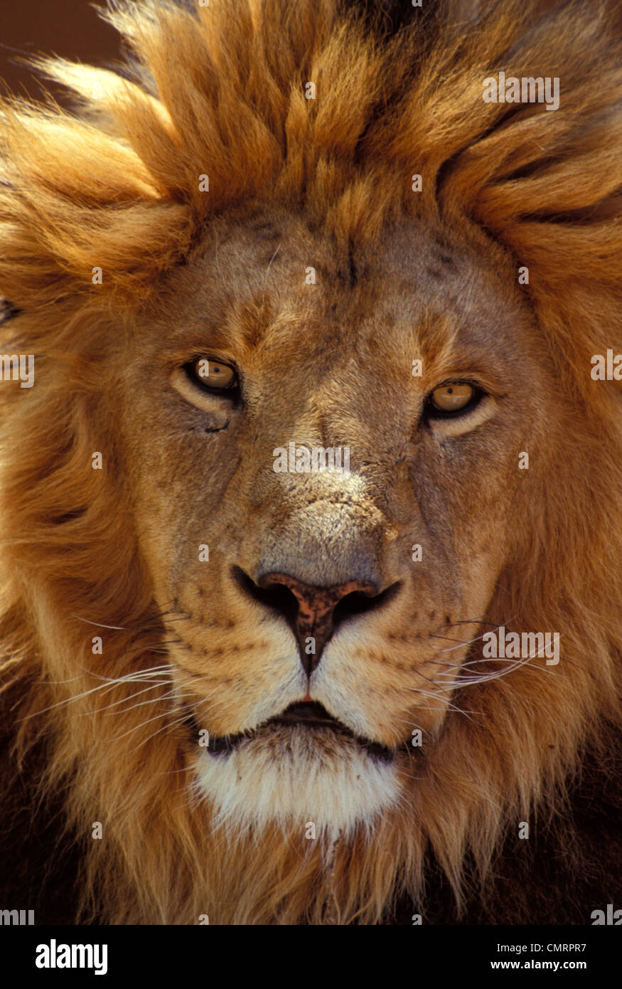 Afrikanische Löwe Panthera Leo Afrika Stockfoto