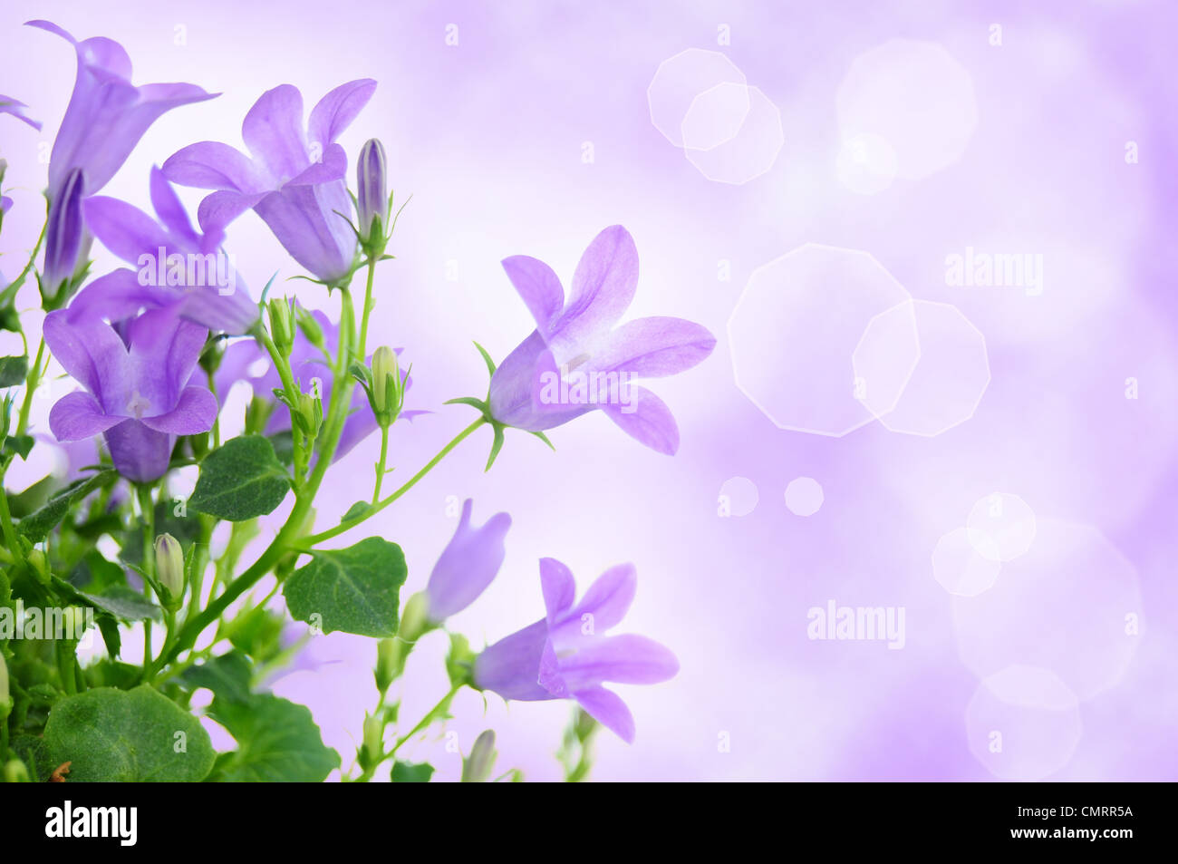 Schöne lila Hintergrund mit Campanula Blumen Stockfoto