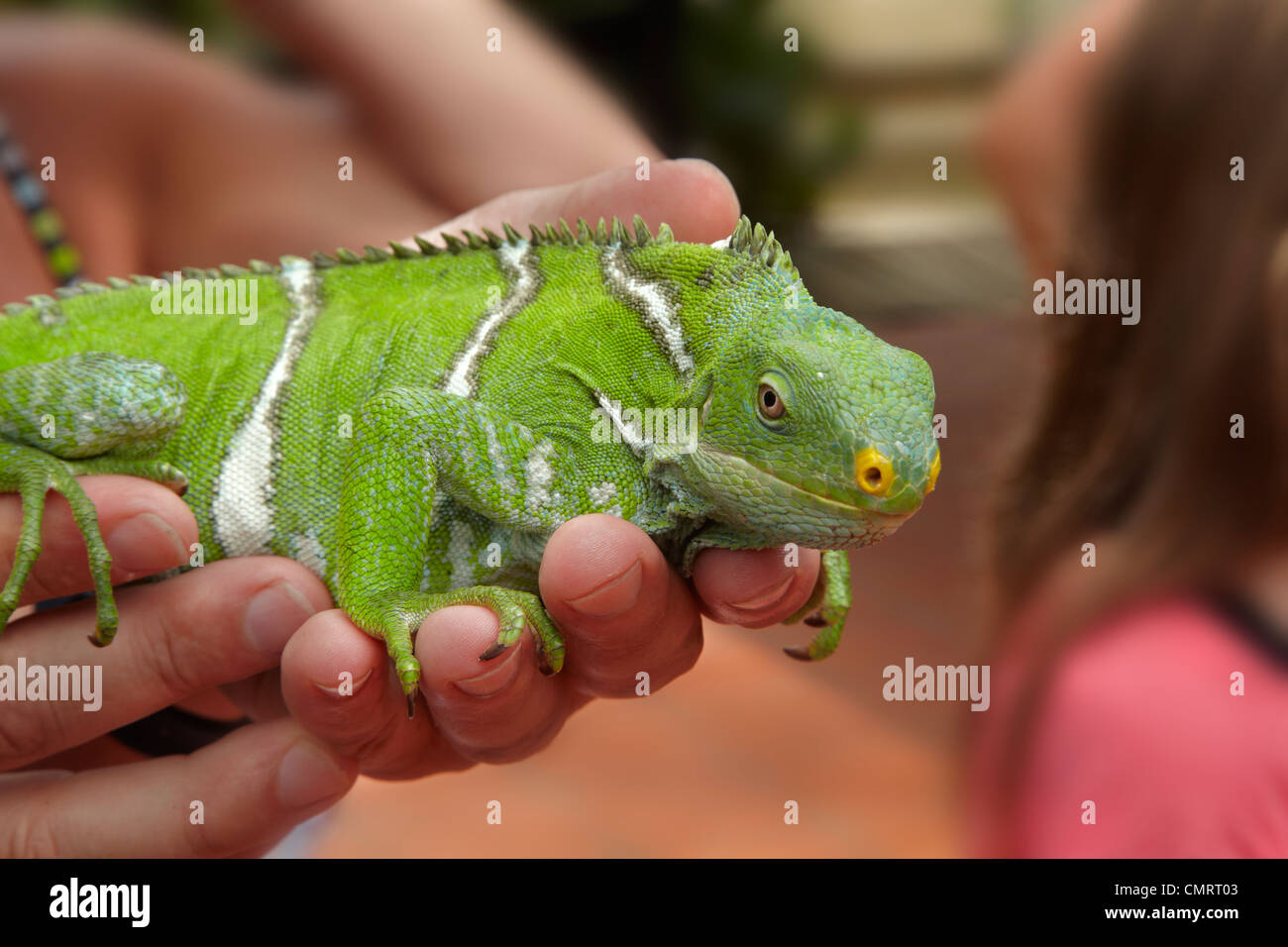 Gefährdeten Fidschi crested Iguana (Brachylophus Vitiensis), Kula Eco Park, Coral Coast, Viti Levu, Fidschi, South Pacific Stockfoto