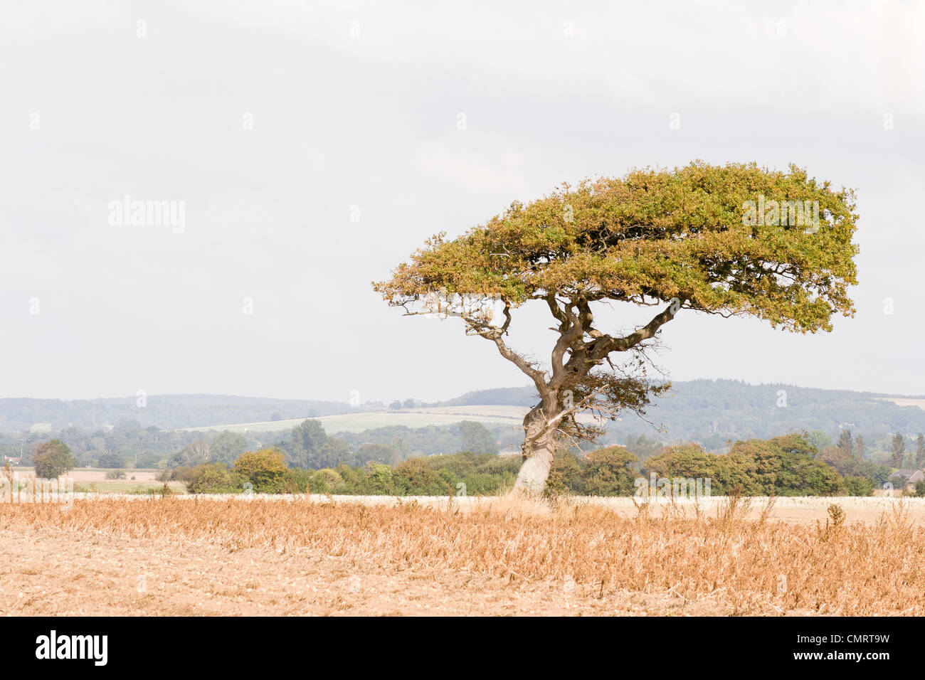 Ein einsamer Baum in der Nähe von Chidham, West Sussex Stockfoto