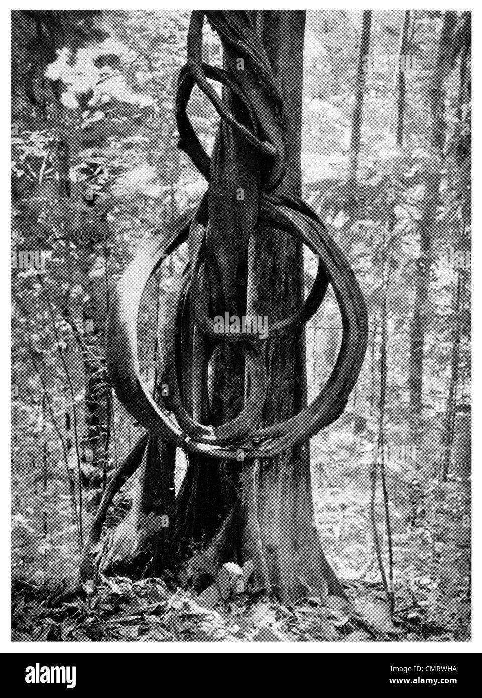 1919-Jungle Vine Sarawak Fauna flora Stockfoto