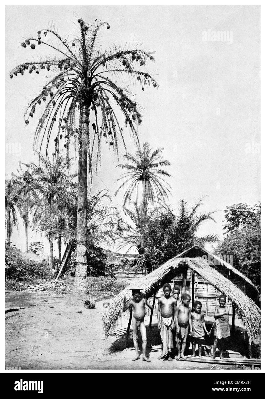 1919 schwarz Weaver Bird Nest auf einem hoch aufragenden Palm Kwilu Fluss-Angola Stockfoto
