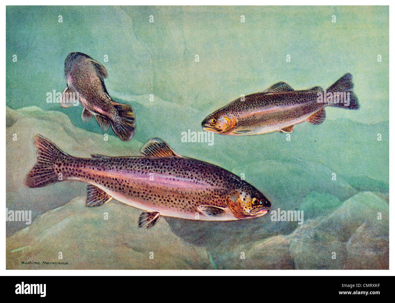 1923 McCloud River Regenbogenforelle Salmo Irideus shasta Stockfoto