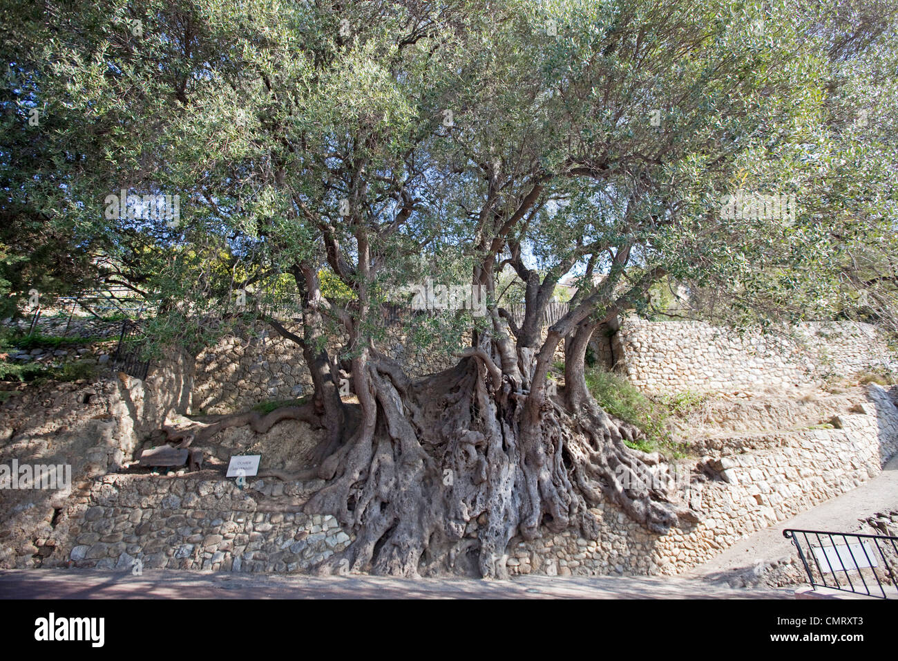 Älteste Olive Tree Olea Europaea entlang Chemin de Menton in Roquebrune Frankreich 1962 Jahre alt! 125043 Old Olivenbaum Stockfoto