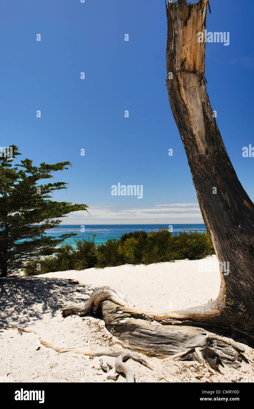 California Strand Meer weißer Sand Blau Himmel Meer Bäume Paradies Stockfoto