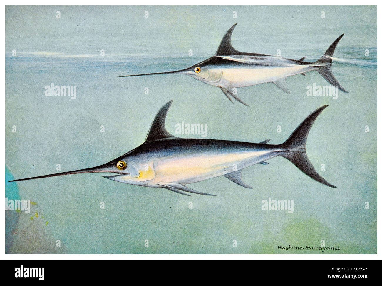1923 Swrdfish Xiphias gladius Stockfoto