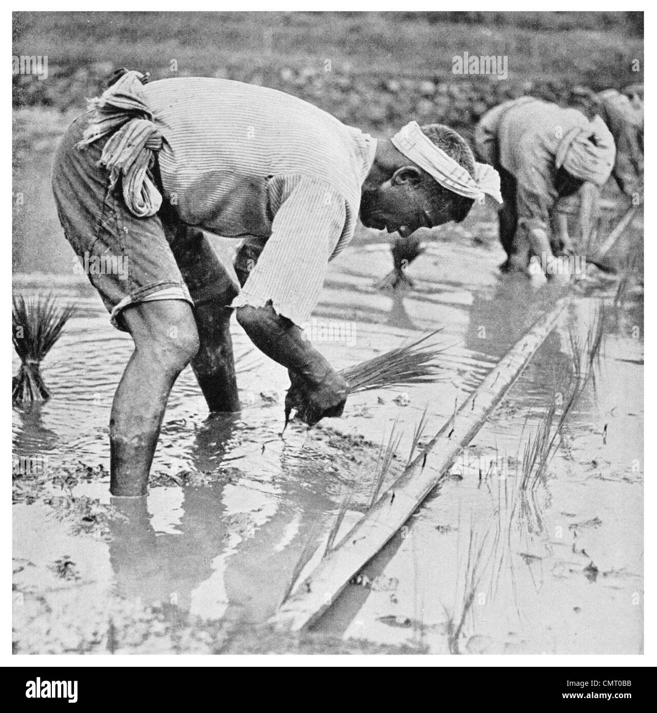 1923-Einstellung Reis Japan Reisfeld Landwirtschaft Stockfoto