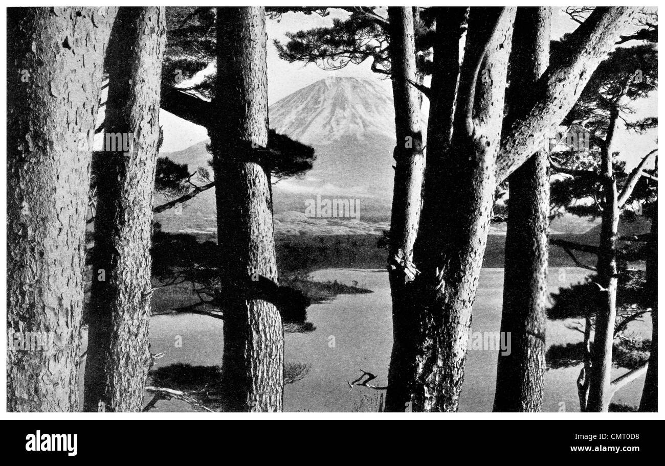 1923-Fuji Kiefer-Wald-Japan Stockfoto