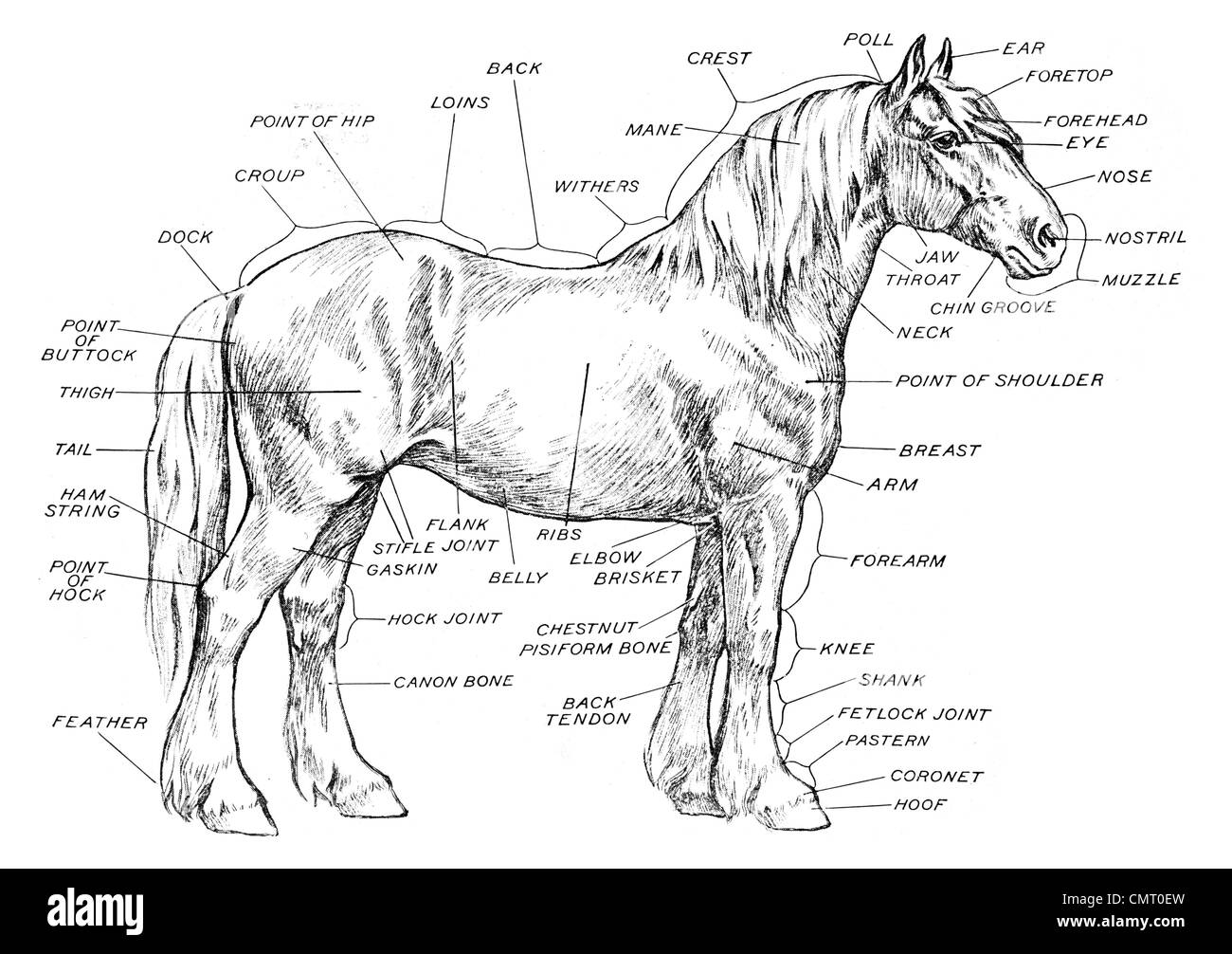 1923-Anatomie von einem Pferd Equus Ferus Caballus ungerade-toed Huftier Säugetier Stockfoto
