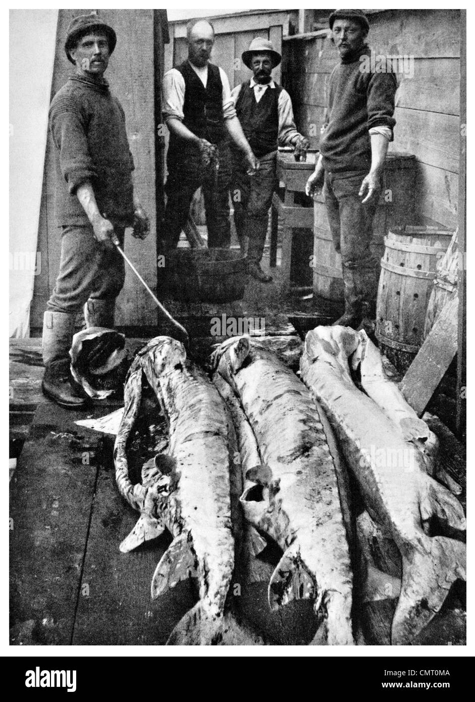 1923-Stör für Kaviar am Delaware River New Jersey Fischerei Acipenser Huso, Scaphirhynchus Pseudoscaphirhynchus Stockfoto