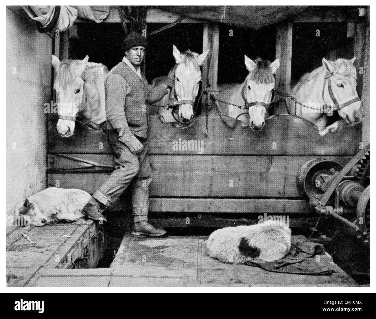 1921 Kapitän L E G Oates und sibirischen Ponys für Captain Scott Expedition Südpol-Terra-Nova-Expedition Stockfoto